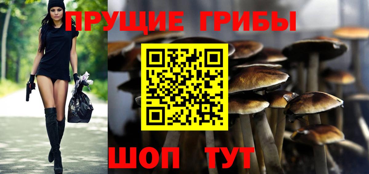 Галлюциногенные грибы Psilocybine cubensis Новокузнецк